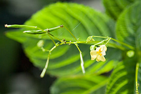 The Small Balsam (Impatiens parviflora)