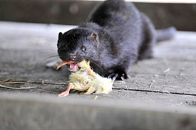 Amerikanischer Mink Amerikanischer Mink
