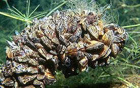 Zebra mussel (Dreissena polymorpha)