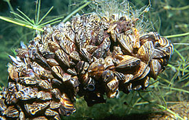 Wandermuschel Dreissena polymorpha Wandermuschel Dreissena polymorpha