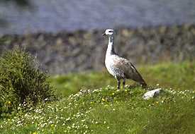 Die Magellangans ist einer der Vogelarten auf Navarino, die akut bedroht sind, weil die Eier in ihren Nester auf dem Speiseplan des Minks stehen. Die Magellangans auf Navarino