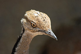 The Houbara Bustard