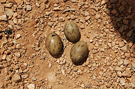 Eggs of the Houbara Bustard