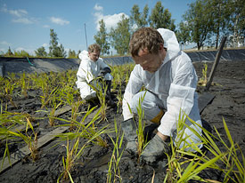 Der Sedimentschlamm aus dem Elsterbecken bei Leipzig wird bepflanzt. Der Sedimentschlamm aus dem Elsterbecken bei Leipzig wird bepflanzt.