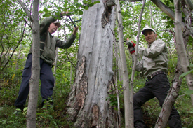 Yuri Kononov (Institute of Geography RAS, Moscow) and Michael Friedrich (Institute of Botany, University of Hohenheim, Stuttgart) during the tree sampling in Khibiny Mountains (Kola Peninsula,NW-Russia)