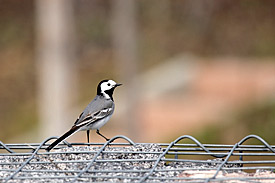 Bachstelze (Motacilla alba) in der Stadt Bachstelze (Motacilla alba) in der Stadt