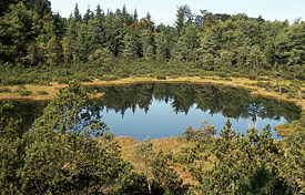 Moorsee im Naturschutzgebiet Kaulsee im Biosphärenreservat Schorfheide-Chorin.