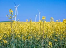 Rapsfelder bei Eilenburg, Hintergrund Windkraftanlagen