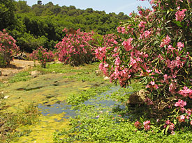 The Carmel mountain range in northern Israel