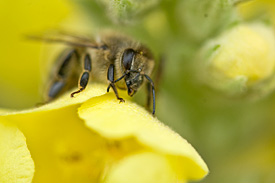 Honigbiene auf Blüte Honigbiene auf Blüte