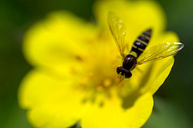 Neben der Honigbiene gibt es eine Vielzahl anderer Insekten, die Bestäuber sind, wie hier auf dem Foto eine Schwebfliege. Schwebfliege auf Blüte
