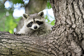 Waschbär auf Baum