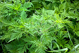 Common Ragweed