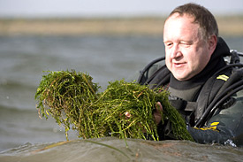 Wasserpest und Taucher