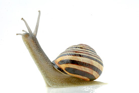 Schwarzmündige Bänderschnecke (Cepaea nemoralis)