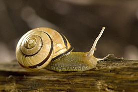 Schwarzmündige Bänderschnecke (Cepaea nemoralis) Schwarzmündige Bänderschnecke (Cepaea nemoralis)