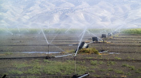 Bewässerung im Jordantal mit Wasser aus dem Jordan