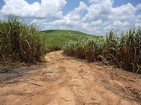 Zuckerrohrplantage in Brasilien