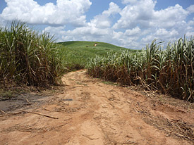 Zuckerrohrplantage in Brasilien Zuckerrohrplantage in Brasilien