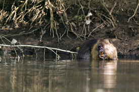 Biberratte Biberratte