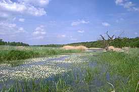 Eine tiefe wassergefüllte Flutrinne in den Schöneberger Wiesen. Eine tiefe wassergefüllte Flutrinne in den Schöneberger Wiesen.