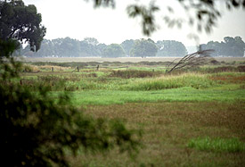 Elbwiese bei Steckby