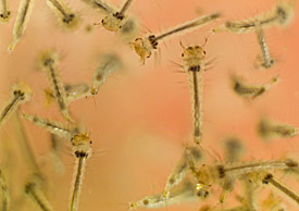 Stechmückenlarven
