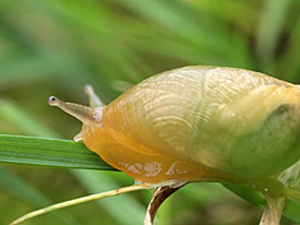 Gemeine Bernsteinschnecke (Succinea putris) Gemeine Bernsteinschnecke (Succinea putris)