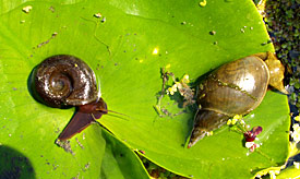 Posthornschnecke (Planorbarius corneus, links) und die Spitzschlammschnecke (Lymnaea stagnalis, rechts)