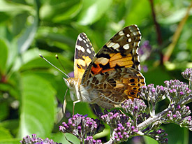 Distelfalter (Vanessa cardui)