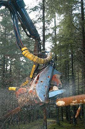 Sägemaschine im Wald Sägemaschine im Wald