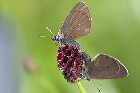 Dunkler Wiesenknopf-Ameisenbläuling