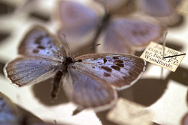 Ein Exemplar des britischen Maculinea arion in der Schmetterlingssammlung des Museum für Naturgeschichte in Oxford