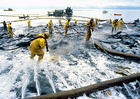 Reinigungsarbeiten nach dem Tankerunglück der Exxon Valdez im Prinz-William-Sund, Alaska. Reinigungsarbeiten nach dem Tankerunglück der Exxon Valdez im Prinz-William-Sund, Alaska.