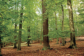 Buchen-/Mischwaldwald Buchen-/Mischwald