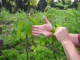 unterschiedliche Blattform von Buchenblättern unterschiedliche Blattform von Buchenblättern