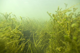 Die Schmalblättrige Wasserpest macht sich in Deutschlands Seen und Flüssen breit. Wasserpestbewuchs