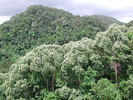 Shorea trapezifolia in der Blüte