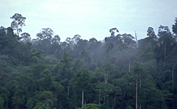 Dipterocarpaceen-Wald in Malaysia