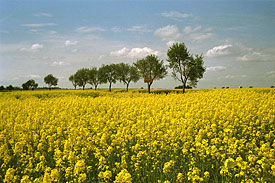 rapeseed field