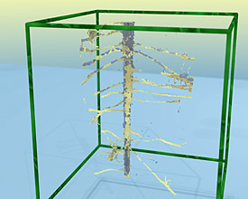 Wurzeln der Weißen Lupine in einer Röntgencomputertomografie