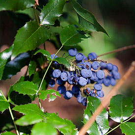 Die Mahonie (Mahonia aquifolium) stammt aus dem Nordwesten der USA und kam als Zierstrauch nach Europa. Seitdem breitet sie sich invasionsartig aus.