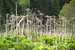 The Giant Hogweed (Heracleum mantegazzianum) are up to four metres high. It can cause third-degree burns because of the extremely aggressive sap inside the plant. The Giant Hogweed (Heracleum mantegazzianum)