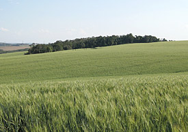 Fragmente des Küstenregenwaldes Mata Atlantica