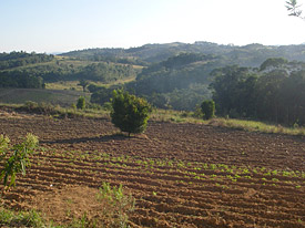 Coastal rain forest Mata Atlantica in Brazil