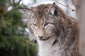Der Eurasische Luchs (Lynx lynx) ist eine von 140 einheimischen Säugetierarten Europas, deren Klimanischen die Forscher untersucht haben. Der Eurasische Luchs (Lynx lynx)