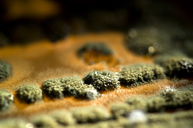 Schimmelpilz Aspergillus versicolor Schimmelpilz Aspergillus versicolor