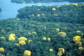Luftaufnahme des Tropenwaldes auf Barro Colorado Island