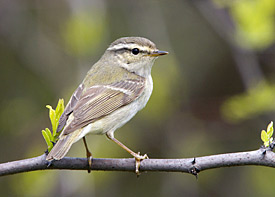 Gelbbrauenlaubsänger (Phylloscopus inornatus)