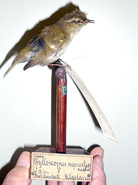 Mounted yellow-browed warbler (Phylloscopus inornatus)